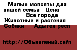 Милые мопсяты для вашей семьи › Цена ­ 20 000 - Все города Животные и растения » Собаки   . Адыгея респ.